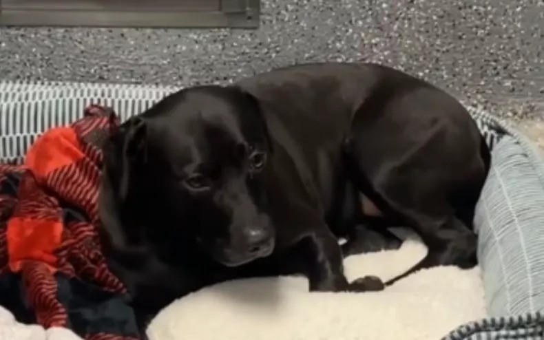 Dog Returned After 900 Days in Shelter Within Hours