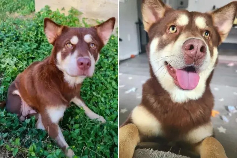 Spirit the Three-Legged Wonder Does Not Loose Hope Of Getting Adopted
