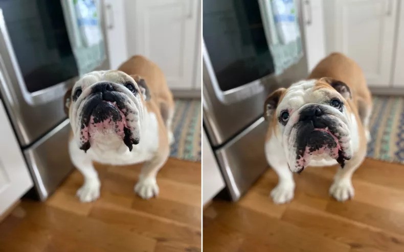 The Power Of A Single Word for Harry The Bulldog