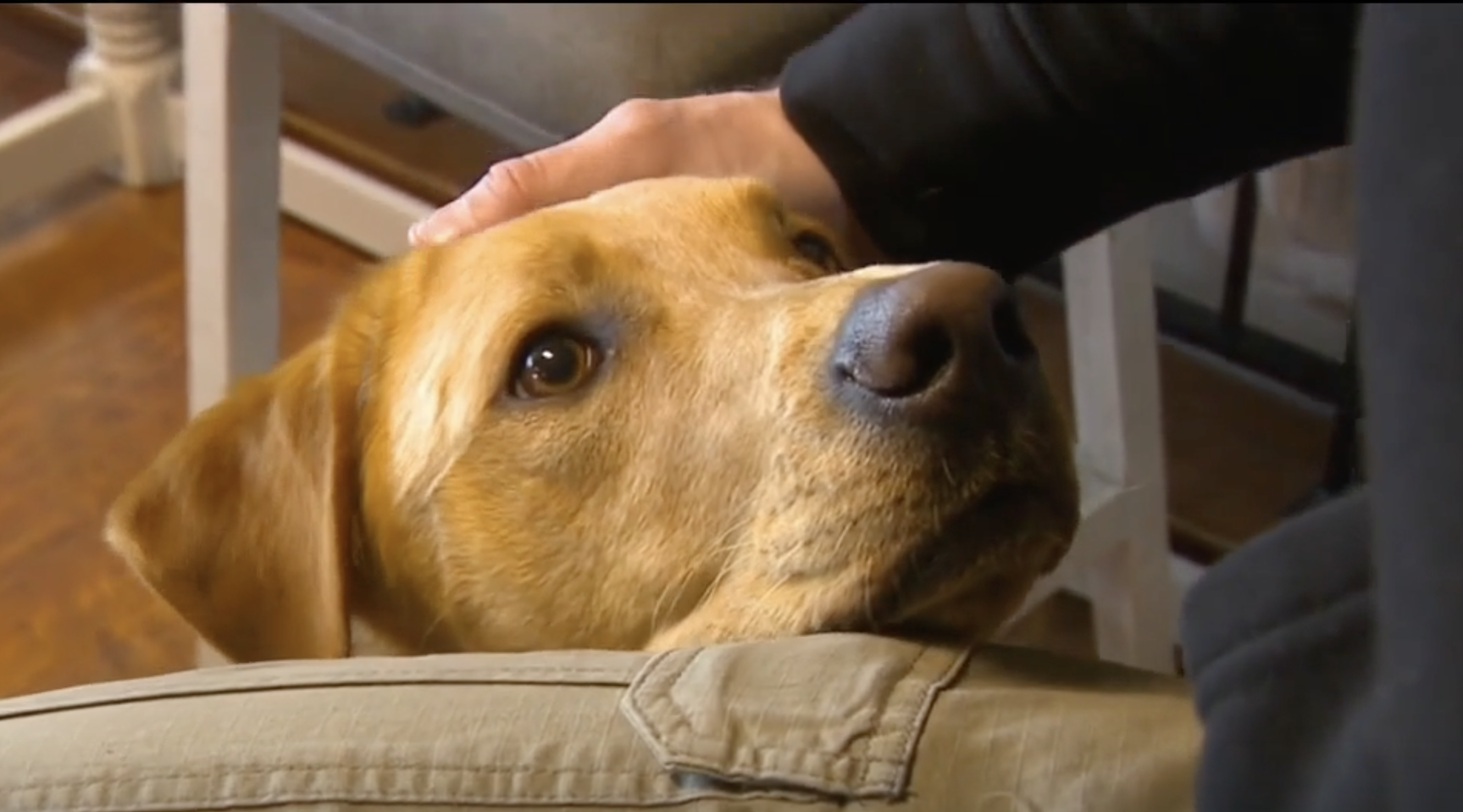 Utah Nonprofit Unites Veteran And Service Dog In Touching First Encounter