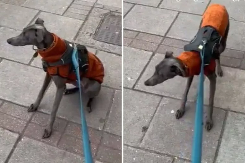 Dog Waiting For His Owner Will Melt The Coldest Hearts