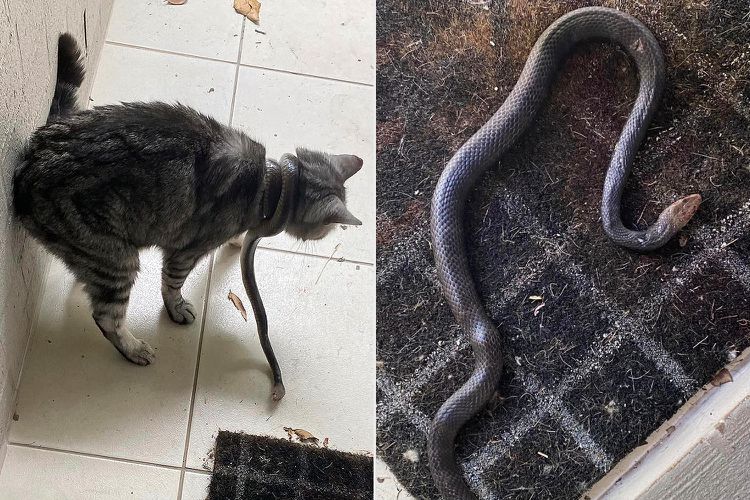 Brave Cat Owner Saves Feline Friend from Deadly Snake Encounter